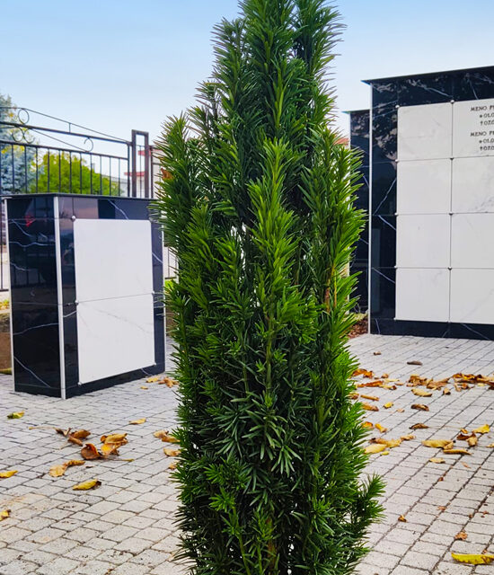 Kolumbárium představuje praktické a stále častěji využívané místo pro uložení urny. Výhodou je menší prostorová náročnost, nižší poplatky a možnost pietního uctění památky zesnulého i bez klasického hrobu.